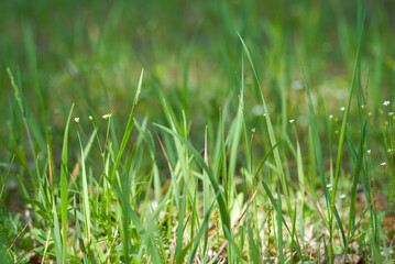 Green grass abstract blurred background. Panoramic banner. copy space