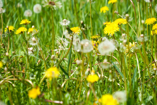 yellow and white summer dandelions, meadow flowers