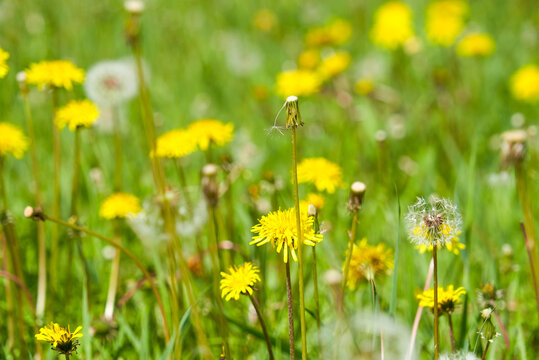 yellow and white summer dandelions, meadow flowers, summer meadow, bright grass