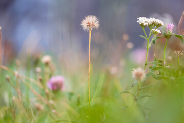 dandelion in soft focus on a green blurry background