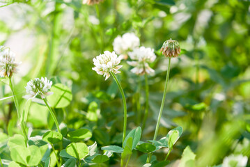 white clover on a background of green grass, summer meadow