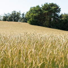 A field of wheat on the island of Fyn in Denmark.