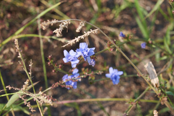 small blue flowers in a meadow among the grass