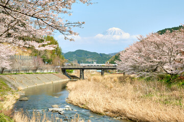 春の富士山と満開の桜