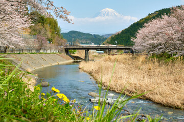 Fototapeta premium 春の富士山と満開の桜