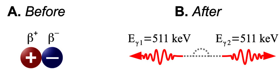 Electron-positron annihilation is the process in which a positron and an electron, due to they collide, annihilate