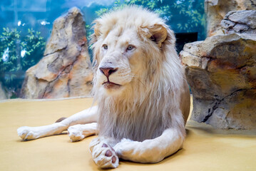 a big beautiful strong lion