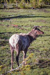 Fototapeta premium Elk in Yellowstone National Park 