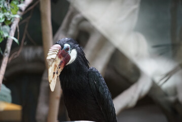black rhinoceros bird