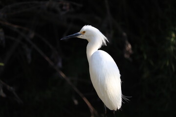 White Snowy egret 