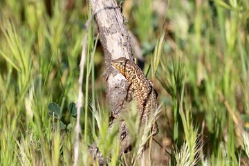 Common side-blotched lizard climbing on tree branch 