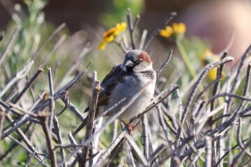 Side view of House sparrow perched on branch 