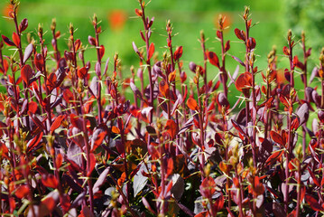 a bush with red foliage