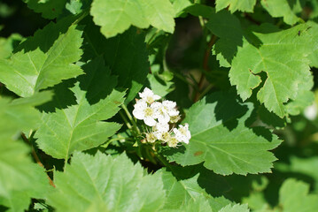 Sun shining through elder (Sambucus) leaves and flowers in springtime