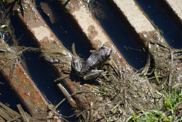 frog