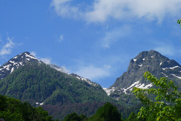 Rose of the Peak
