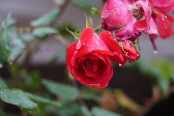 Red roses in a flower bed