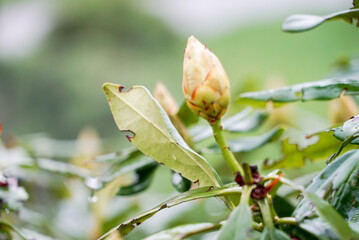 green buds