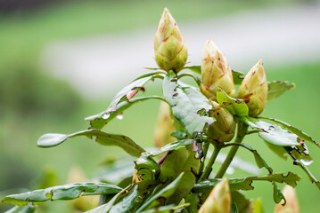green buds on a green background