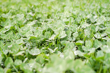texture of fine green grass