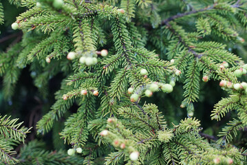 young needles