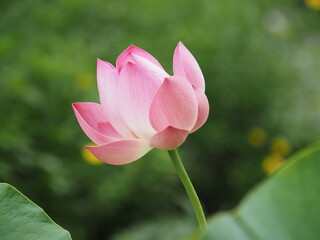 美しいピンクのハスの花