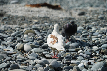 white pigeon on the beach