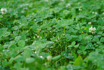 green leaves as a background