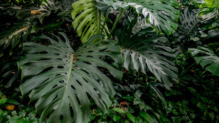 monstera deliciosa leaves in a park