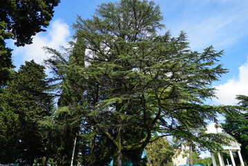 trees against the blue sky