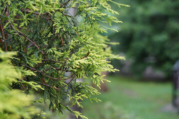 Green Needles Of Pine Tree As Natural Background