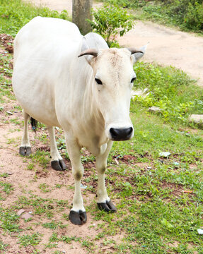 full frame photo of a white, innocent cow with small horns and ears back
