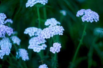 blue flowers on a green field