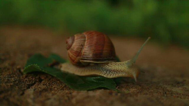 large snail crawling on brown ground close-up