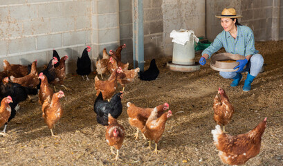 Hardworking kazakh woman farmer working in a chicken coop feeds laying hens with com grains © JackF