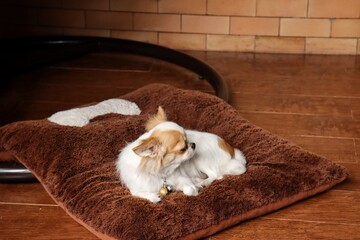 Cute of white and brown chihuahua dog pet animal