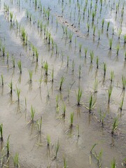 田植えが終わった田んぼ