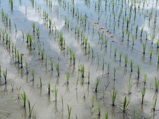 田植えが終わった田んぼ
