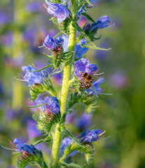 Purple viper's-bugloss (Echium plantagineum) flowering in the summer. Blooming Paterson's curse plant.