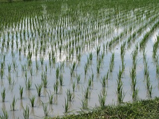 田植えが終わった田んぼ