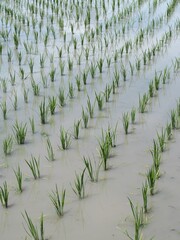 田植えが終わった田んぼ