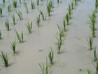 田植えが終わった田んぼ
