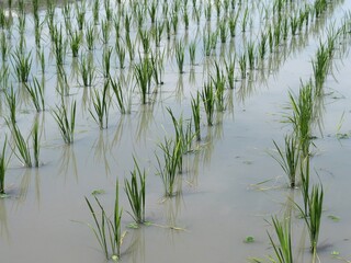 田植えが終わった田んぼ