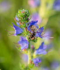 Purple viper's-bugloss (Echium plantagineum) flowering in the summer. Blooming Paterson's curse plant.