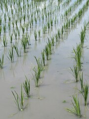 田植えが終わった田んぼ