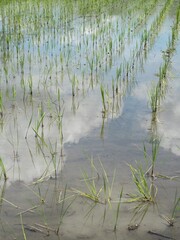 田植えが終わった田んぼ