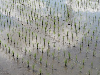 田植えが終わった田んぼ