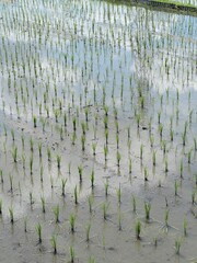 田植えが終わった田んぼ