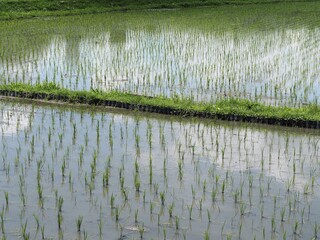 田植えが終わった田んぼ