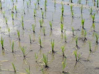 田植えが終わった田んぼ